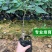 猕猴桃树苗红心大果南北方种植盆栽地载黄心软枣猕猴桃苗当年