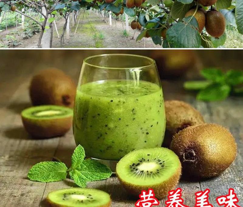 猕猴桃树苗红心大果南北方种植盆栽地载黄心软枣猕猴桃苗当年
