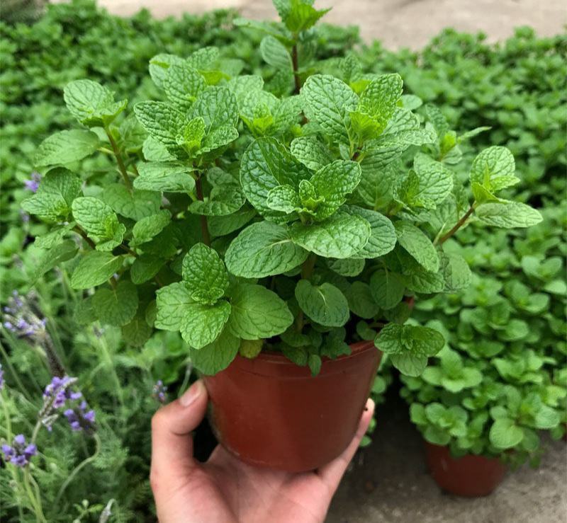 薄荷盆栽可食用新鲜薄荷叶办公室阳台植物驱蚊草盆栽净化空气