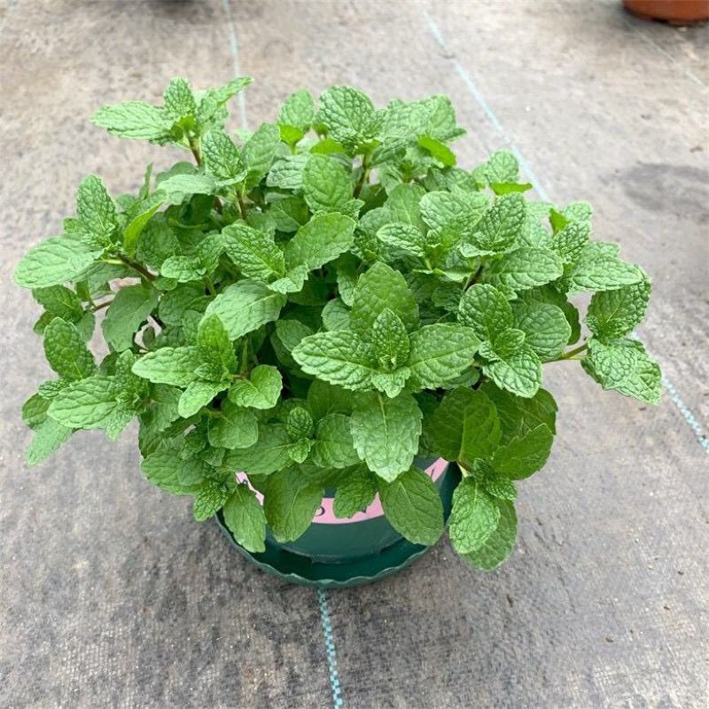 薄荷盆栽可食用新鲜薄荷叶办公室阳台植物驱蚊草盆栽净化空气