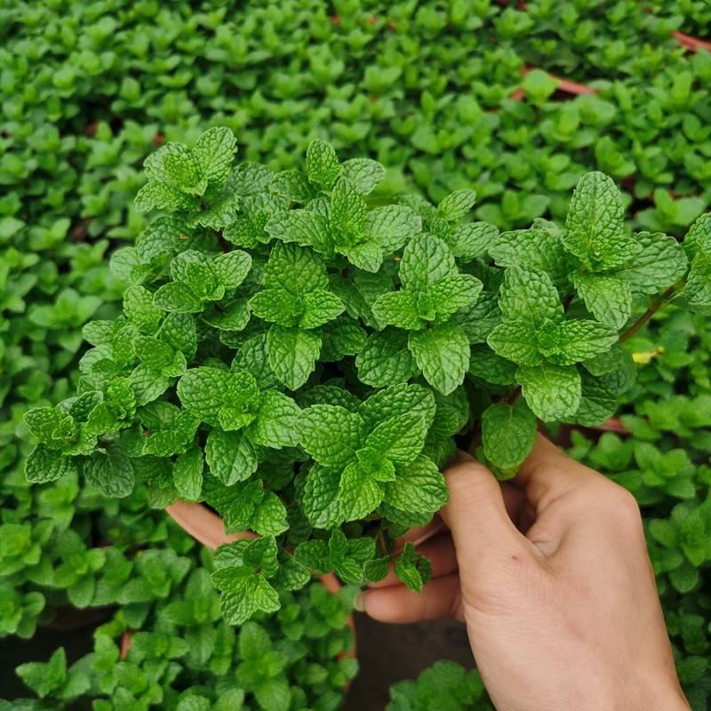 薄荷盆栽可食用新鲜薄荷叶办公室阳台植物驱蚊草盆栽净化空气