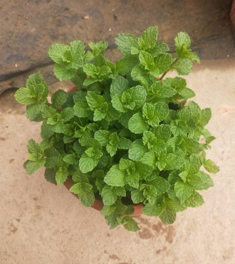 薄荷盆栽可食用新鲜薄荷叶办公室阳台植物驱蚊草盆栽净化空气