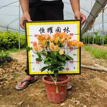 【黄花三角梅黄花勒杜鹃】各种规格欢迎合作详谈