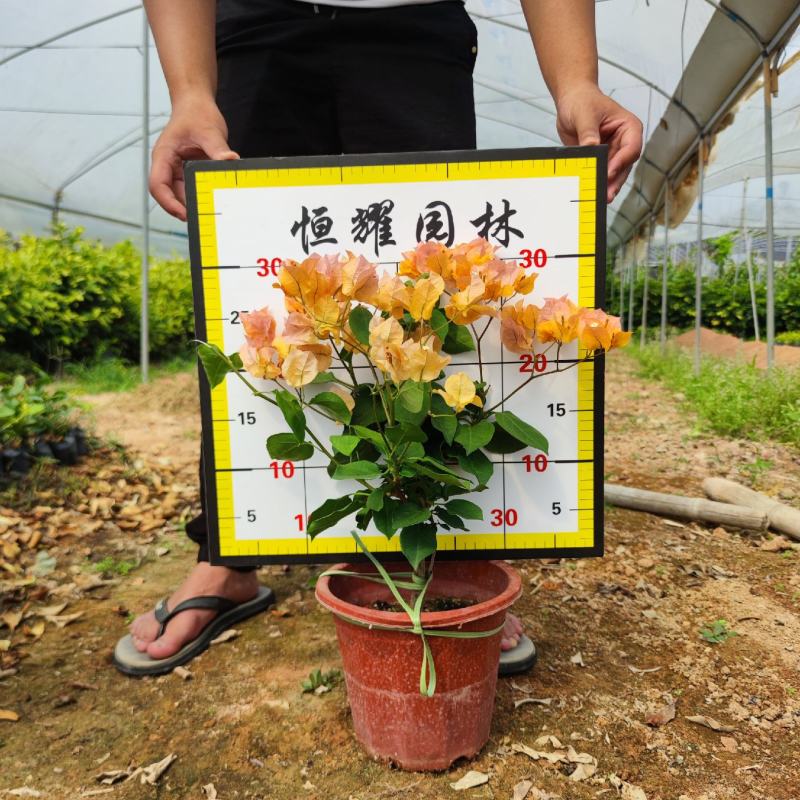 【黄花三角梅黄花勒杜鹃】各种规格欢迎合作详谈