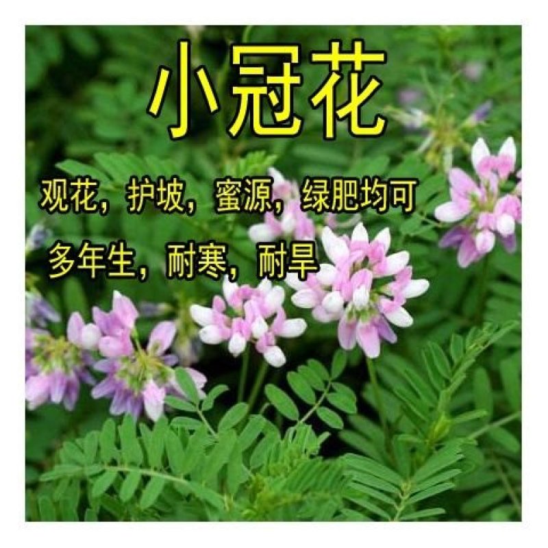 多边小冠花种子庭院高速山坡荒地护坡观赏固土极强地被观赏花