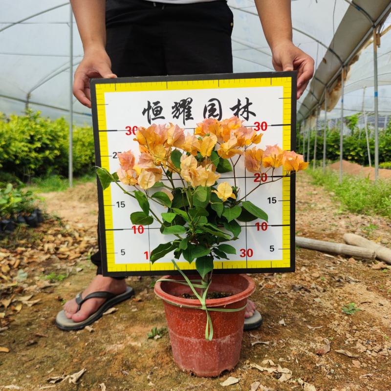 【黄花三角梅黄花勒杜鹃】各种规格欢迎合作详谈