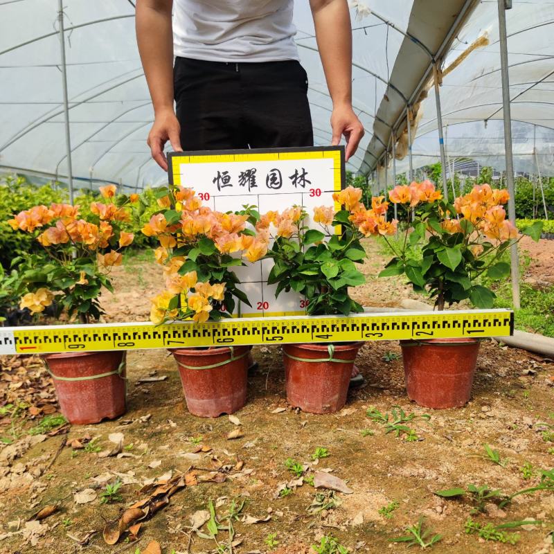 【黄花三角梅黄花勒杜鹃】各种规格欢迎合作详谈