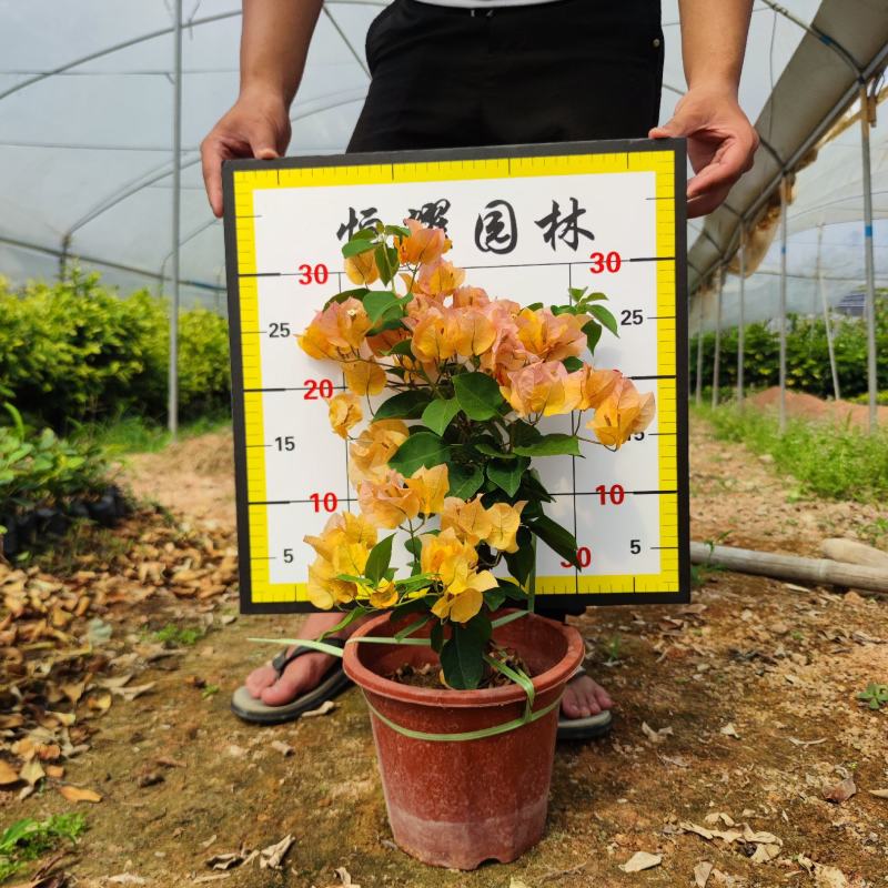 【黄花三角梅黄花勒杜鹃】各种规格欢迎合作详谈