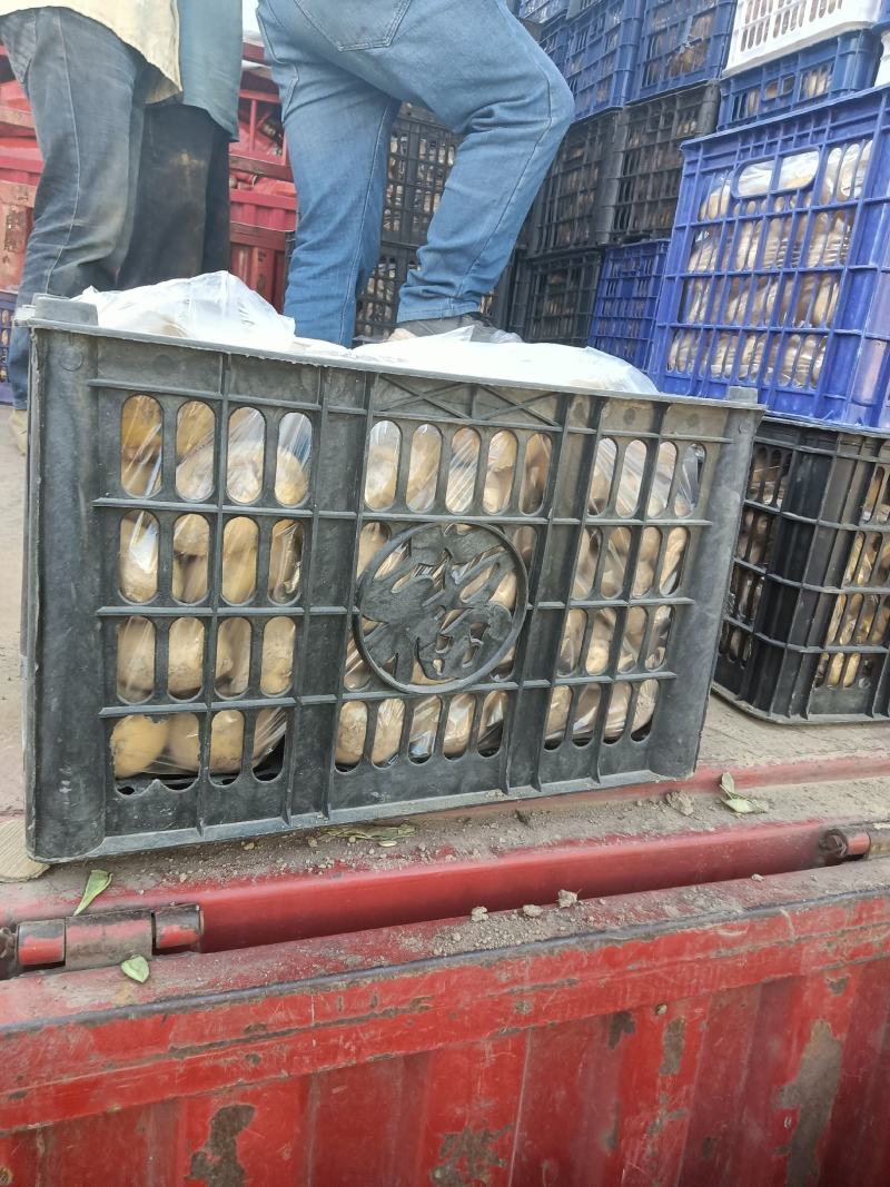 沙土地黄皮黄心土豆新鲜马铃薯现挖现卖基地直供荷兰土豆