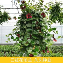 口红花吊兰盆栽庭院阳台开花吊兰室内垂吊观花植物