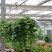 口红花吊兰盆栽庭院阳台开花吊兰室内垂吊观花植物