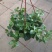 口红花吊兰盆栽庭院阳台开花吊兰室内垂吊观花植物