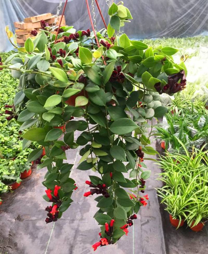 口红花吊兰盆栽庭院阳台开花吊兰室内垂吊观花植物