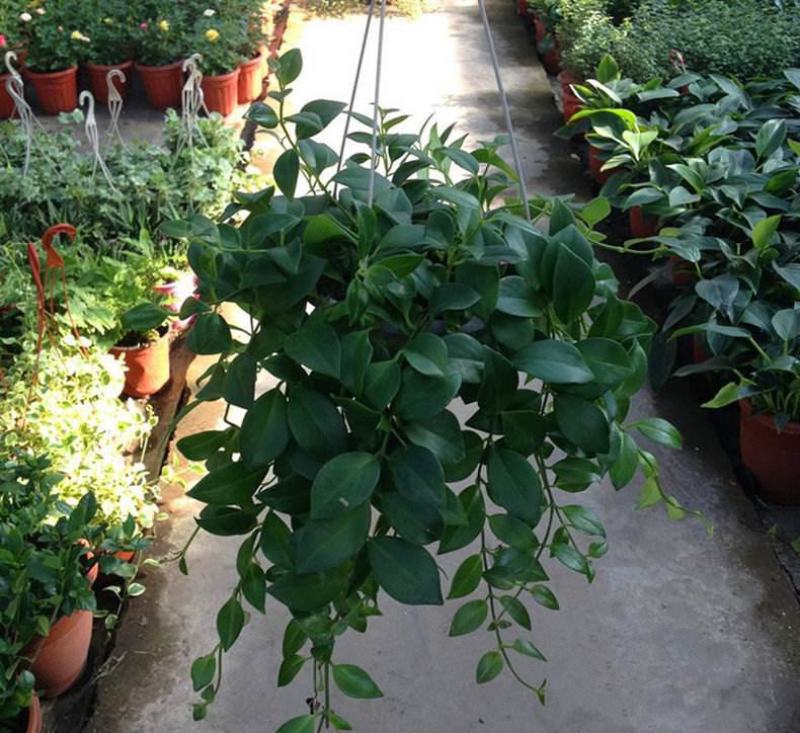 口红花吊兰盆栽庭院阳台开花吊兰室内垂吊观花植物
