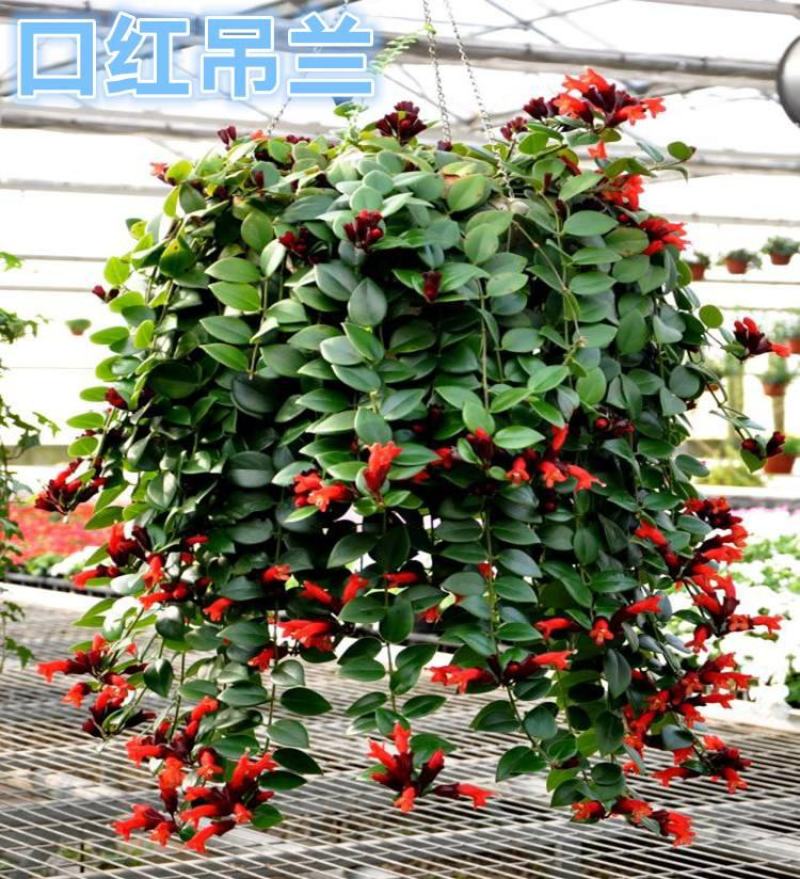 口红花吊兰盆栽庭院阳台开花吊兰室内垂吊观花植物