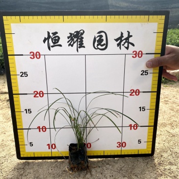【麦冬麦门冬】各种规格欢迎合作详谈