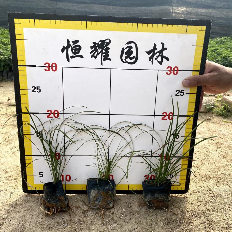 【麦冬麦门冬】各种规格欢迎合作详谈