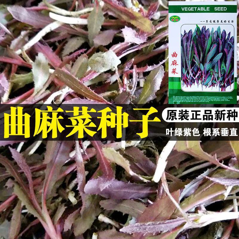 纯野生曲麻菜种子，1000粒