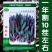 纯野生曲麻菜种子，1000粒，茎紫色叶绿紫色