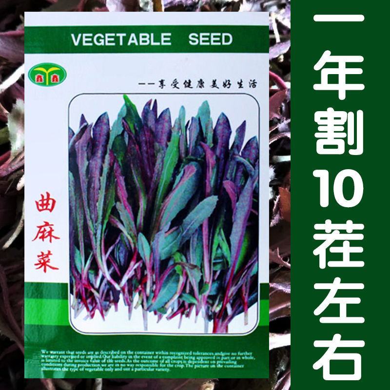 纯野生曲麻菜种子，1000粒，茎紫色叶绿紫色