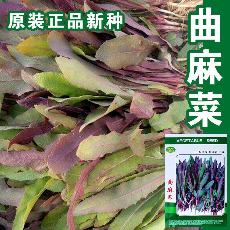 纯野生曲麻菜种子，1000粒，茎紫色叶绿紫色
