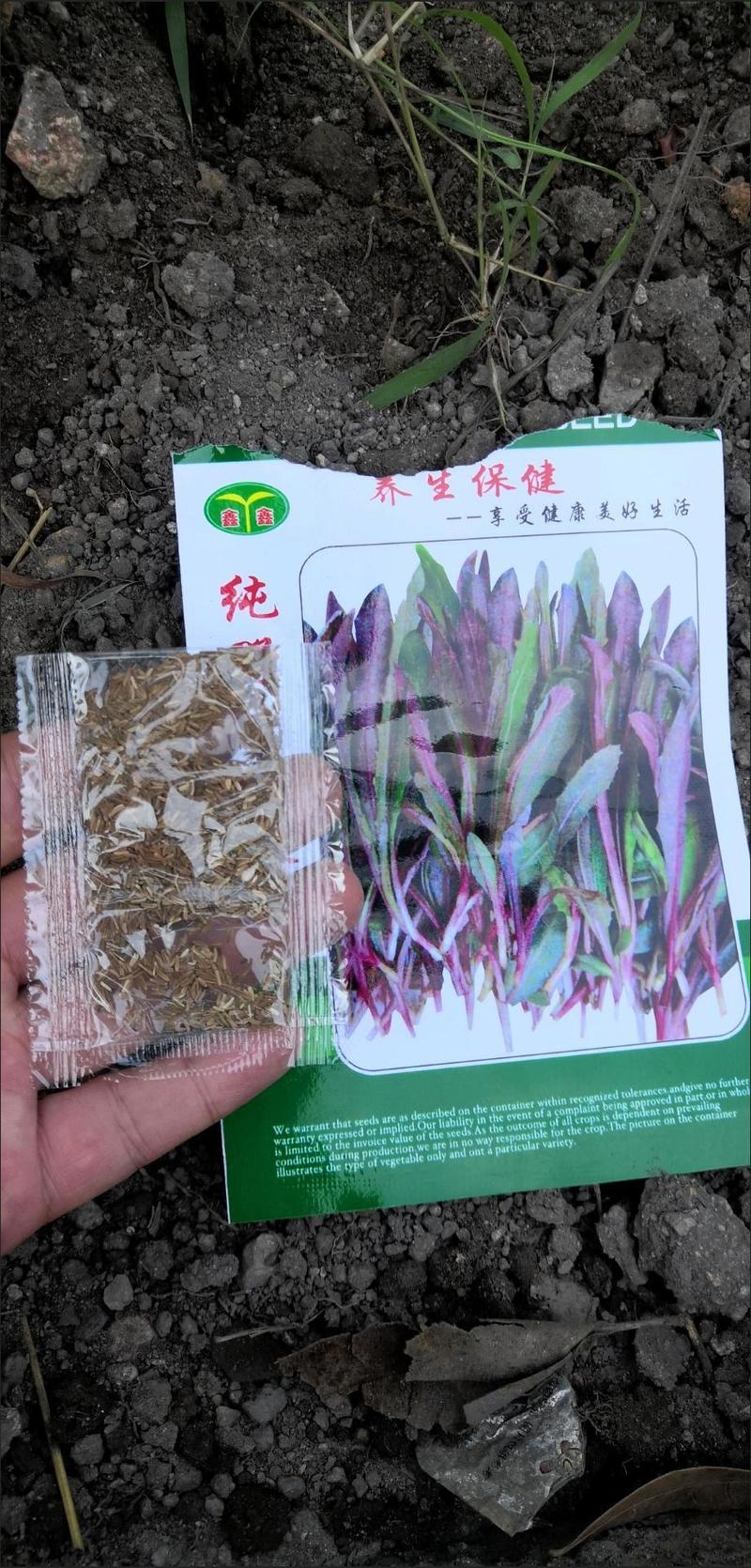 纯野生曲麻菜种子，1000粒，茎紫色叶绿紫色