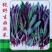 纯野生曲麻菜种子，1000粒，茎紫色叶绿紫色