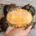 火焰龟吃菜龟