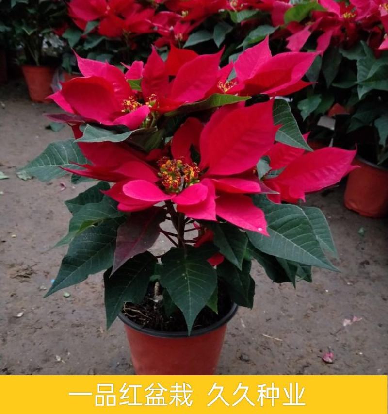 一品红盆栽四季开花室内客厅净化空气阳台观赏花卉圣诞花好养