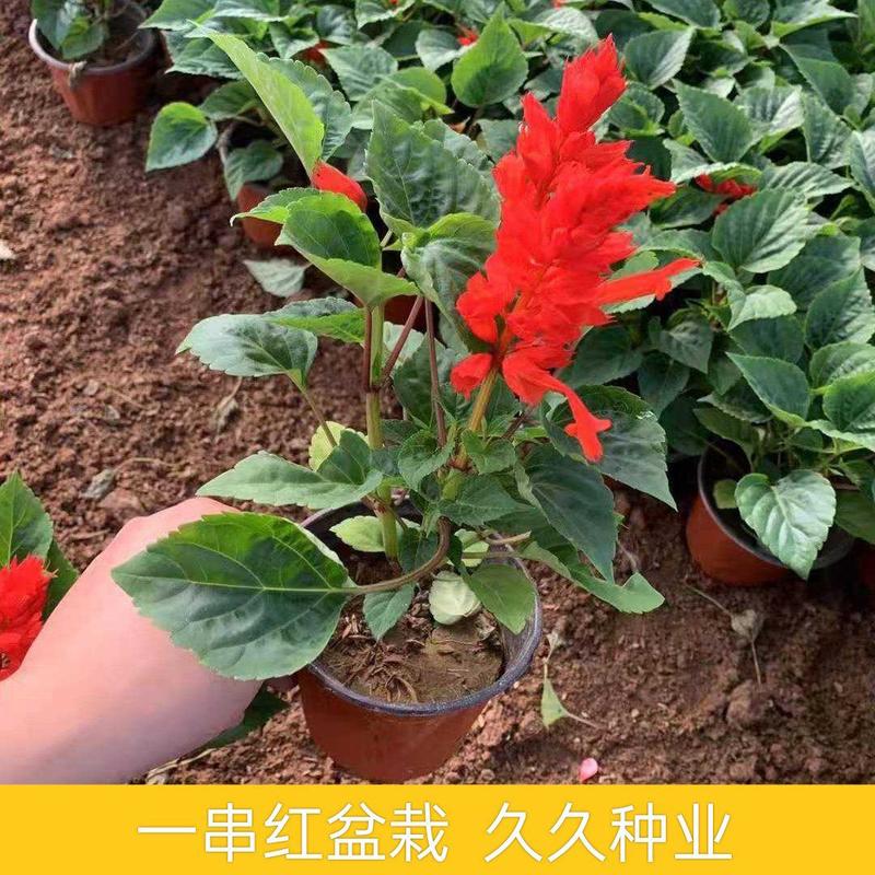 一串红盆栽花草种子矮串红花种子春秋四季易播花卉种子