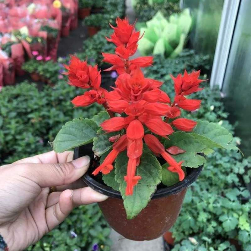 一串红盆栽花草种子矮串红花种子春秋四季易播花卉种子