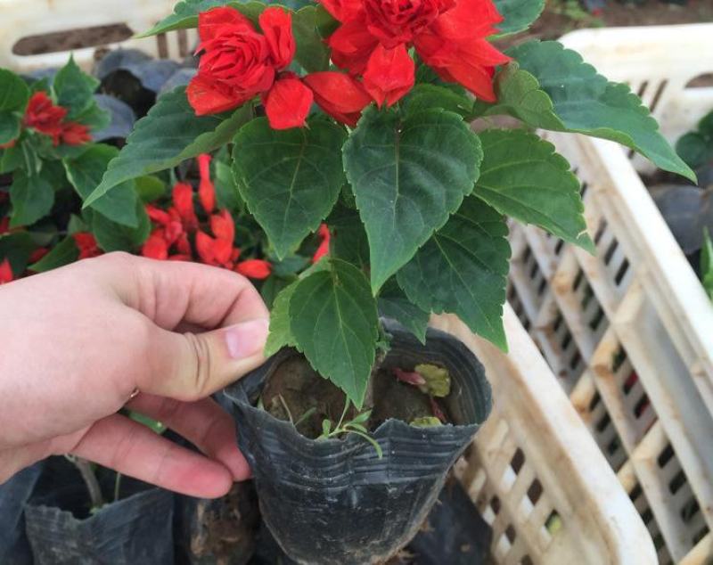 一串红盆栽花草种子矮串红花种子春秋四季易播花卉种子