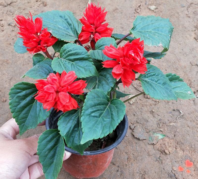 一串红盆栽花草种子矮串红花种子春秋四季易播花卉种子