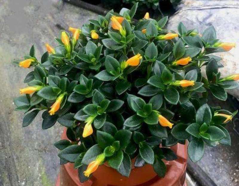 金鱼花吊兰盆栽四季开花好养植物办公室内花净化空气花卉桌面