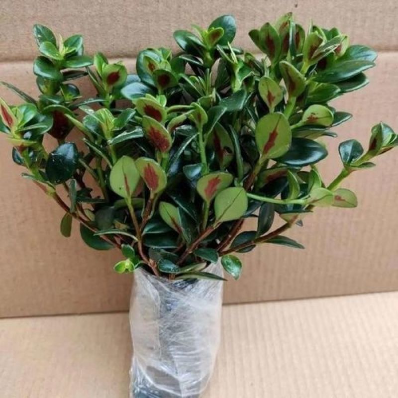 金鱼花吊兰盆栽四季开花好养植物办公室内花净化空气花卉桌面