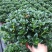 金鱼花吊兰盆栽四季开花好养植物办公室内花净化空气花卉桌面