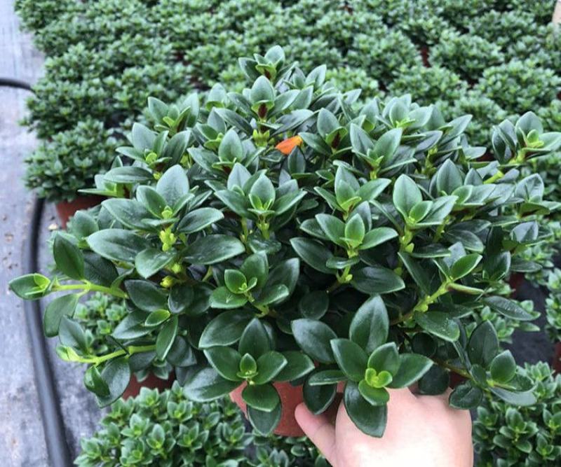 金鱼花吊兰盆栽四季开花好养植物办公室内花净化空气花卉桌面