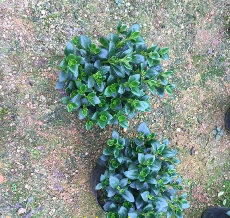 金鱼花吊兰盆栽四季开花好养植物办公室内花净化空气花卉桌面
