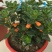 金鱼花吊兰盆栽四季开花好养植物办公室内花净化空气花卉桌面