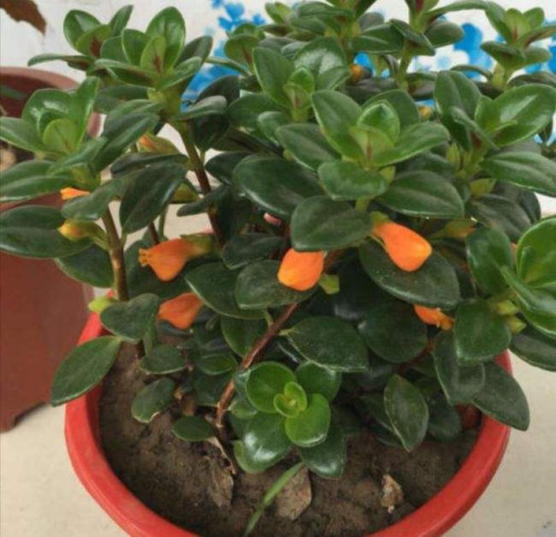 金鱼花吊兰盆栽四季开花好养植物办公室内花净化空气花卉桌面