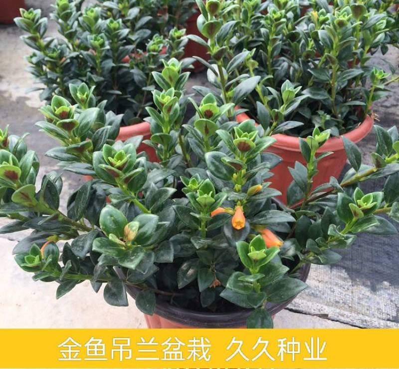 金鱼花吊兰盆栽四季开花好养植物办公室内花净化空气花卉桌面