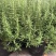 迷迭香盆栽绿植可食用香草植物驱蚊植物迷迭香花卉直立迷迭香
