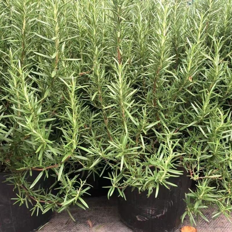 迷迭香盆栽绿植可食用香草植物驱蚊植物迷迭香花卉直立迷迭香