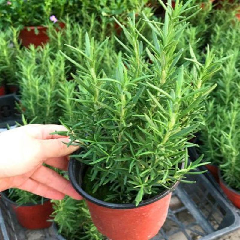 迷迭香盆栽绿植可食用香草植物驱蚊植物迷迭香花卉直立迷迭香