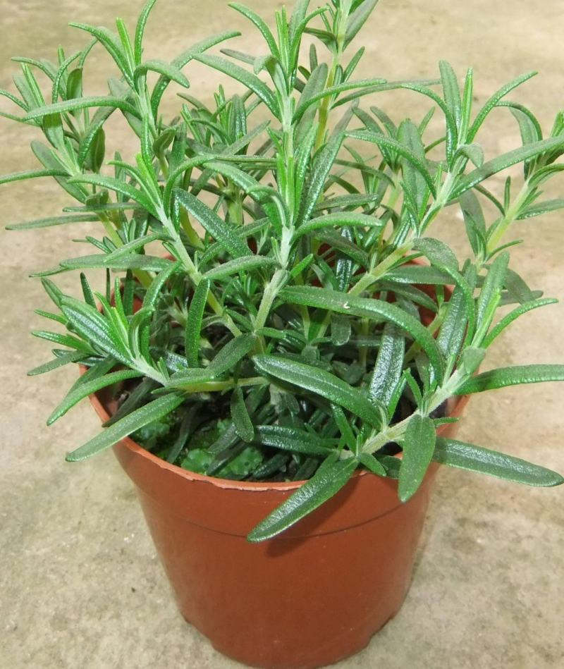 迷迭香盆栽绿植可食用香草植物驱蚊植物迷迭香花卉直立迷迭香