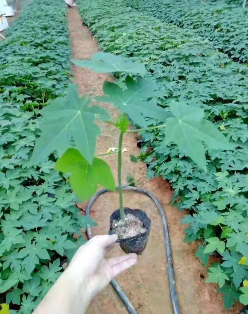 大青水果木瓜苗。一手货源。亲自培育。