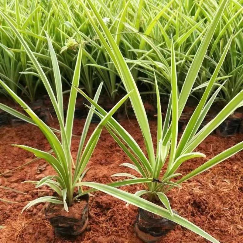 金边吊兰盆栽水培植物室内垂吊四季好养吸除甲醛净化空气阳台