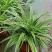 金边吊兰盆栽水培植物室内垂吊四季好养吸除甲醛净化空气阳台