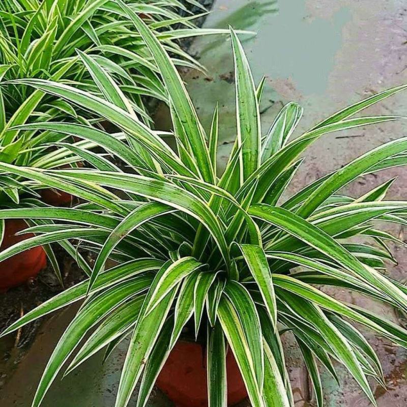 金边吊兰盆栽水培植物室内垂吊四季好养吸除甲醛净化空气阳台