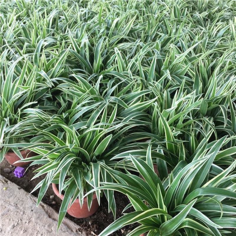 金边吊兰盆栽水培植物室内垂吊四季好养吸除甲醛净化空气阳台